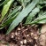 野生药材毛慈菇鲜货大量供应种苗供应可回收