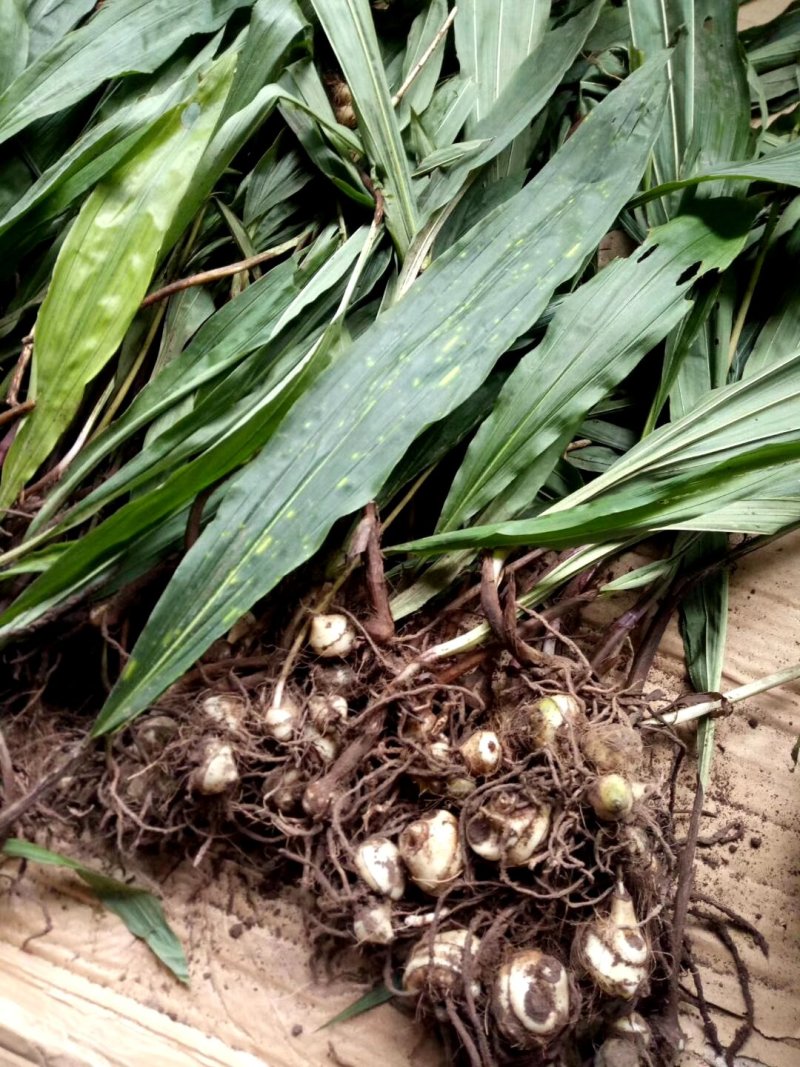 野生药材毛慈菇鲜货大量供应种苗供应可回收