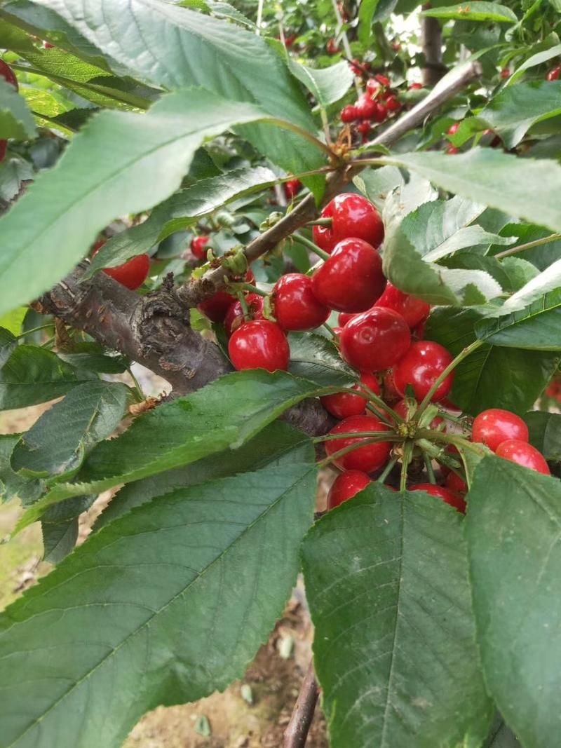 本地小樱桃苗玛瑙红，云南果樱桃树苗，基地直供，包种植技术