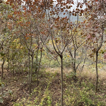 美国红栌地径3公分以上数量大