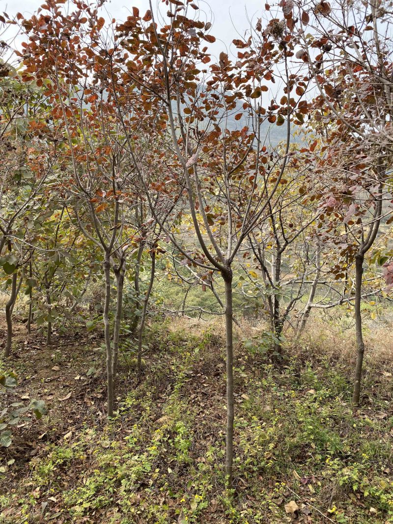 美国红栌地径3公分以上数量大