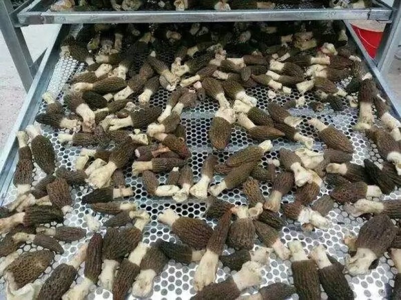 食用菌烘干机竹筛镀锌筛不锈钢筛农产品豆角通用