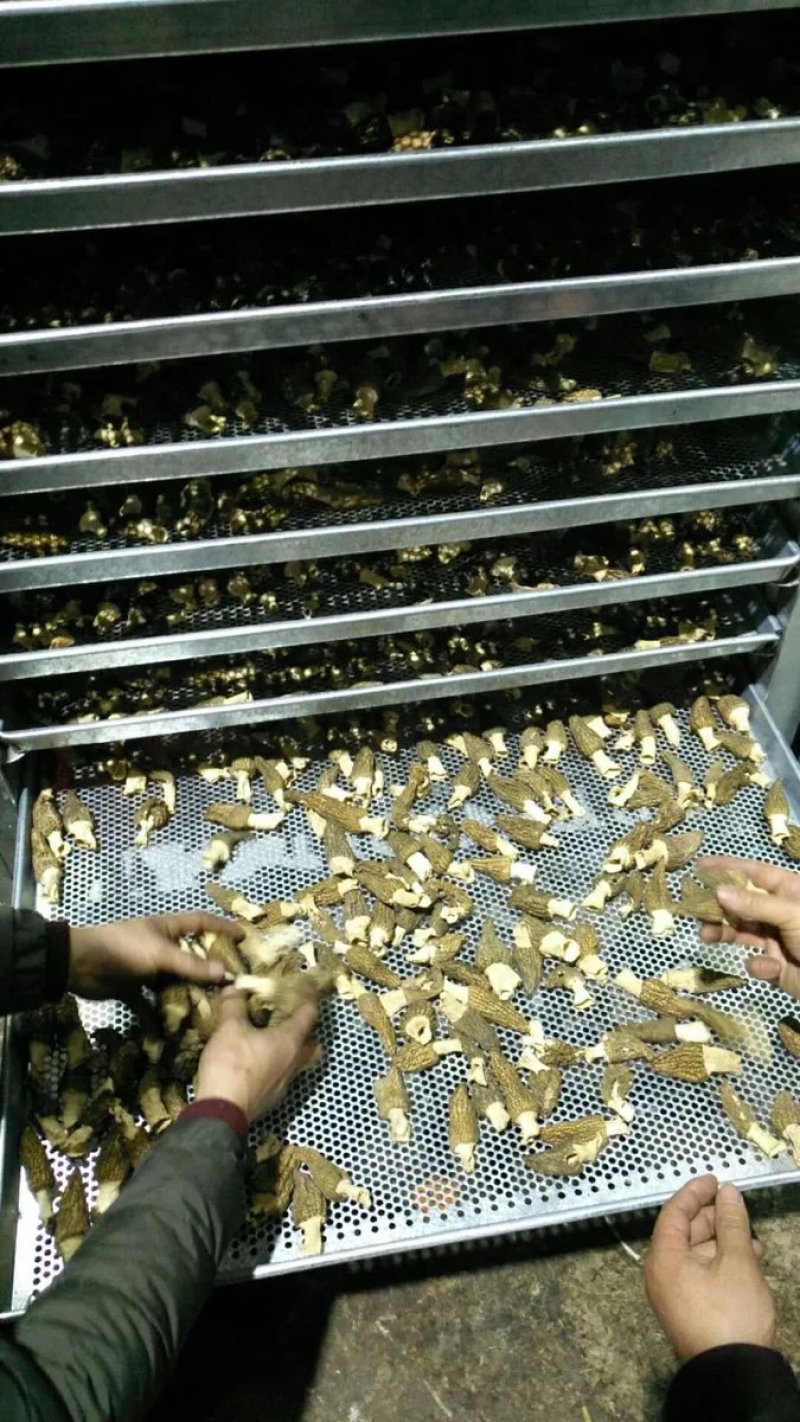 食用菌烘干机竹筛镀锌筛不锈钢筛农产品豆角通用