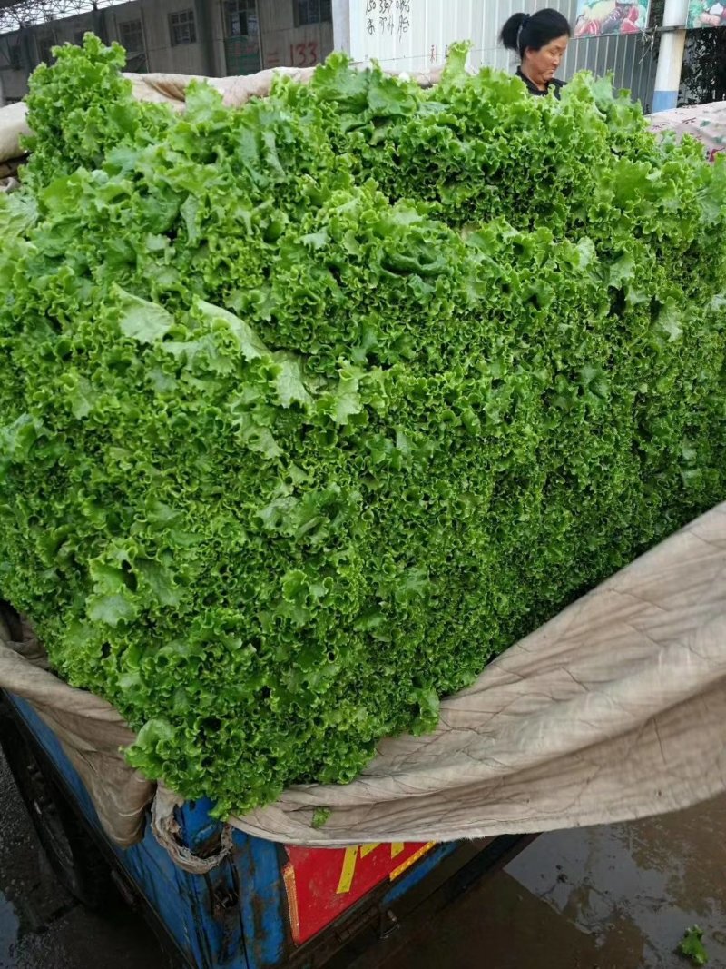 【精品】河北优质散叶生菜，意大利生菜，球生菜，品质优价低