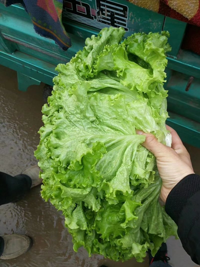 【精品】河北优质散叶生菜，意大利生菜，球生菜，品质优价低