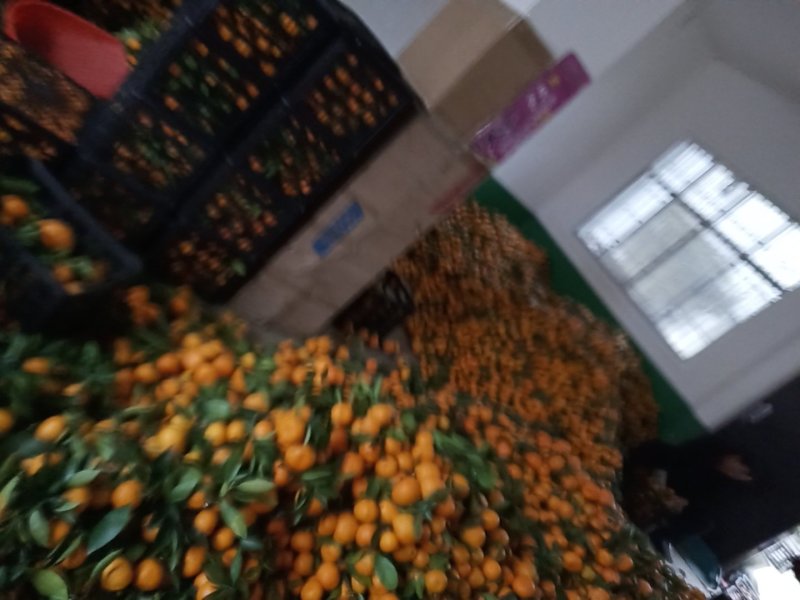 城固县密桔，叶子密桔口感很甜皮溥肉甜皮毛光亮现货大量上市