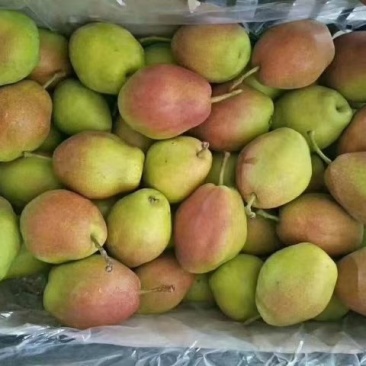 陕西精品库尔勒香梨产地价格批发，货源充足