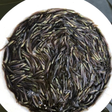 泥鳅苗批发杂交泥鳅苗台湾泥鳅苗一尾价格