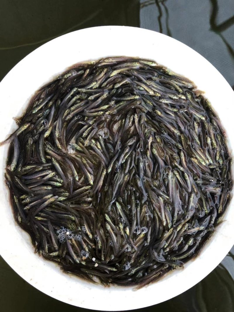 泥鳅苗批发杂交泥鳅苗台湾泥鳅苗一尾价格