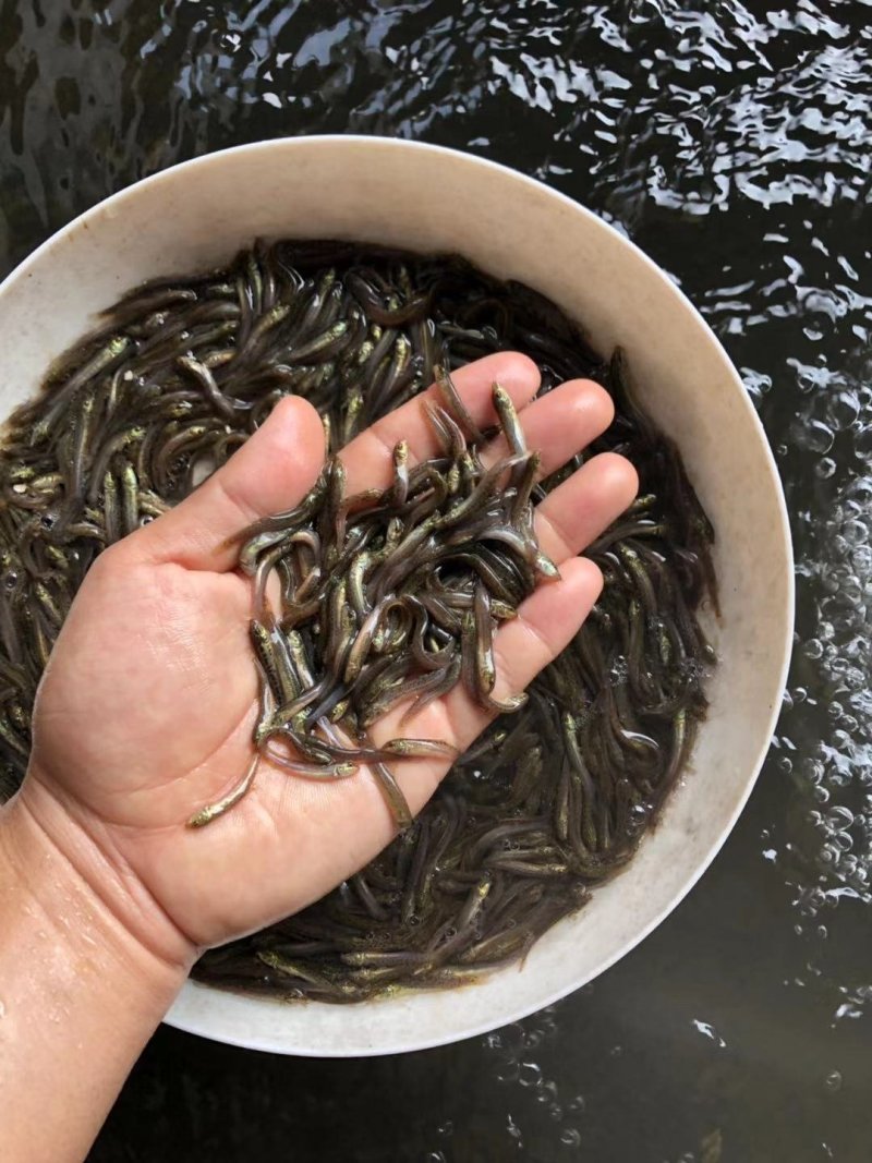 泥鳅苗批发杂交泥鳅苗台湾泥鳅苗一尾价格