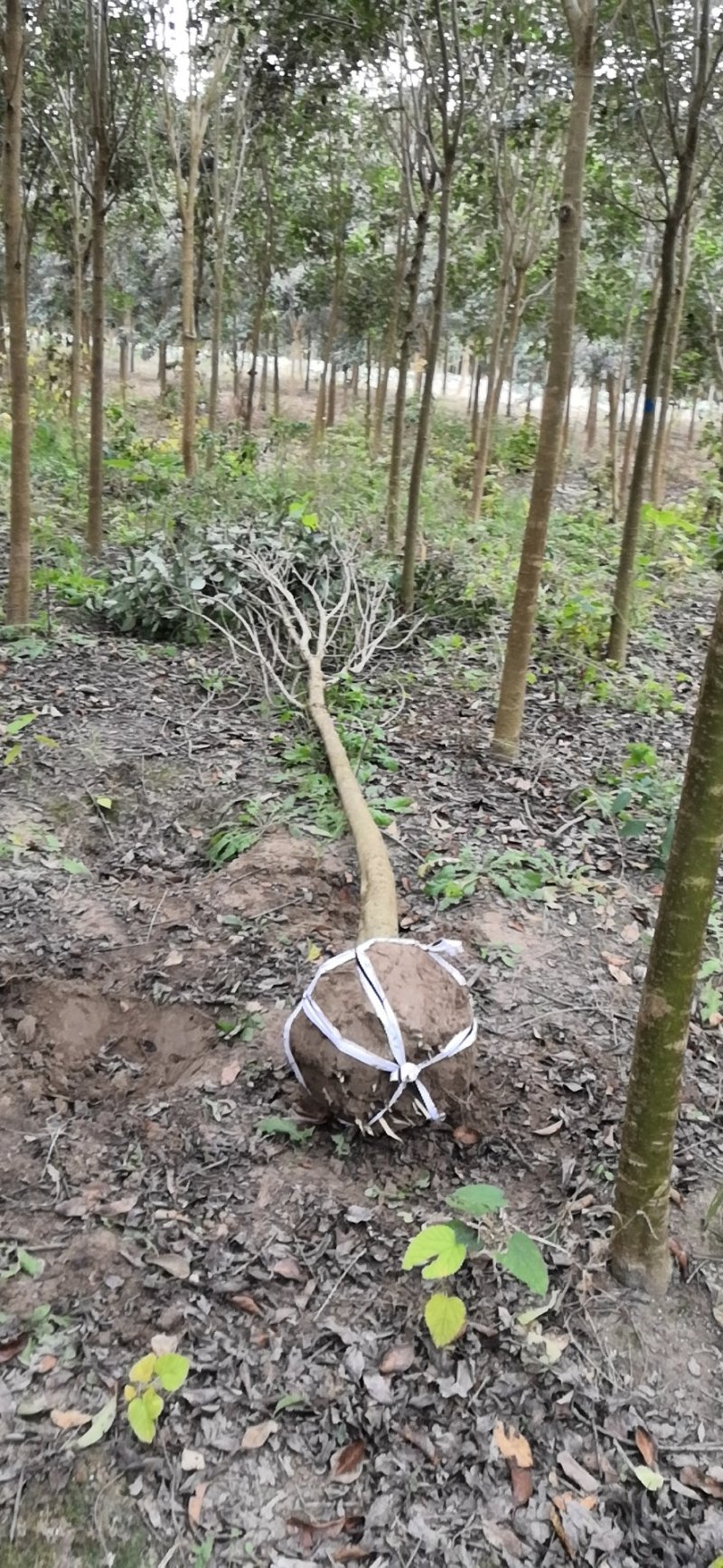 6公分大叶女贞自家苗圃低价供应物美价廉