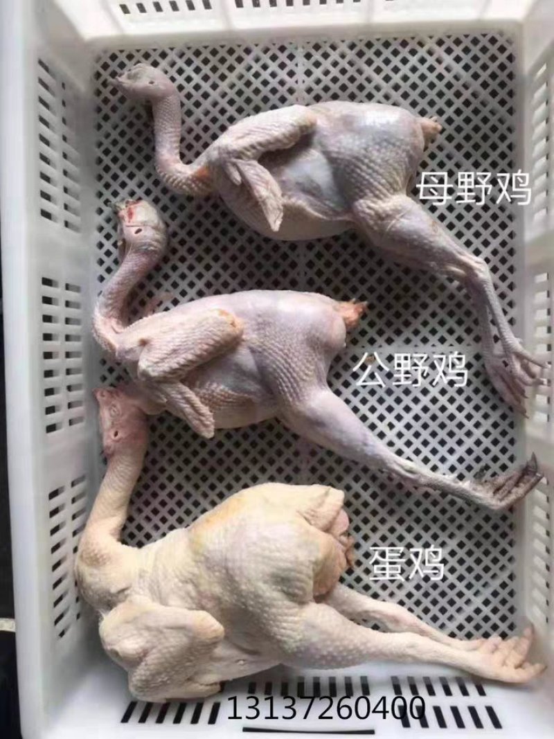 山鸡白条山鸡肉山鸡肉活体现杀山鸡白条新鲜散养有机包活