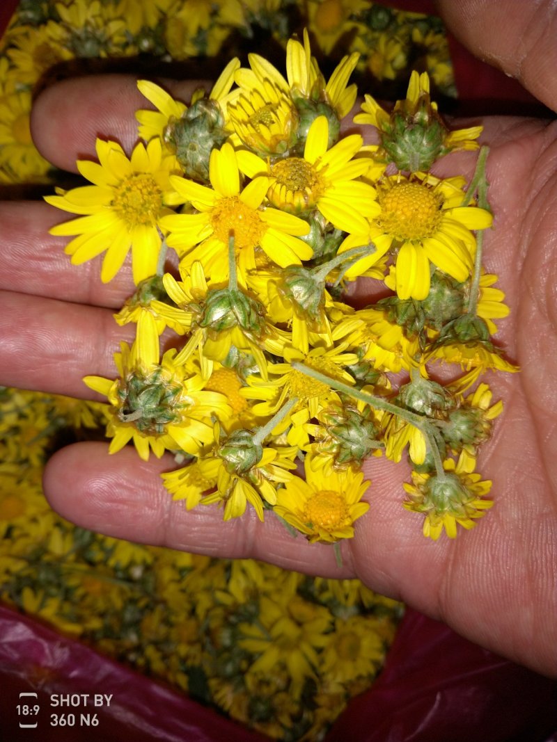 野菊花