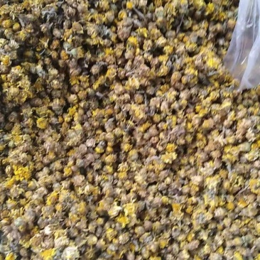 野菊花，产地湖北含量高，保证质量