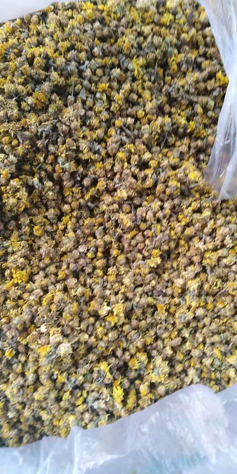 野菊花，产地湖北含量高，保证质量