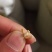 冬瓜子冬瓜子中药材特级专营中药品质保证一手货源