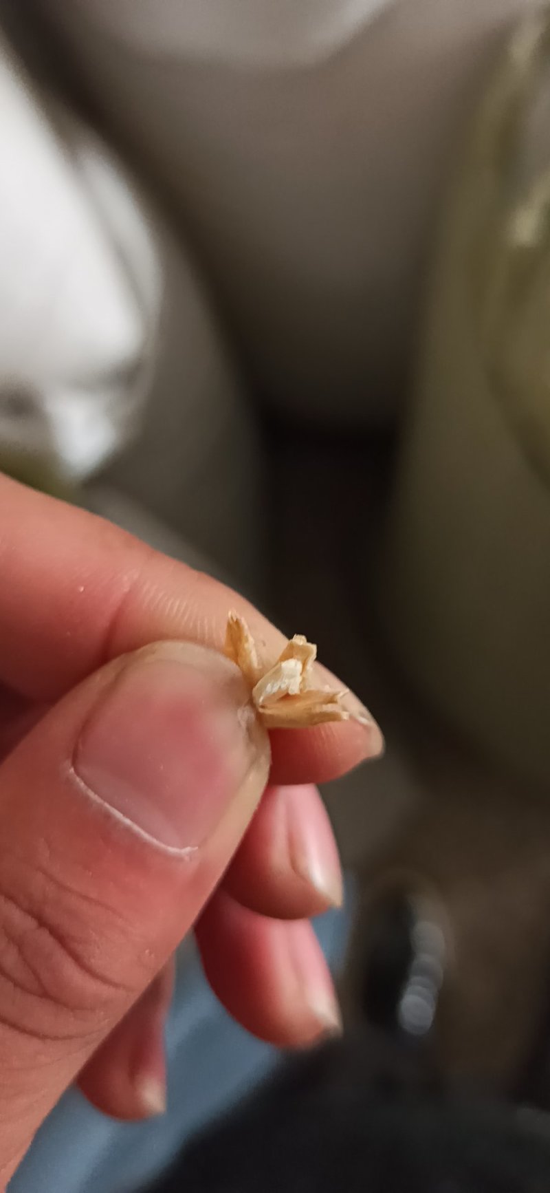 冬瓜子冬瓜子中药材特级专营中药品质保证一手货源