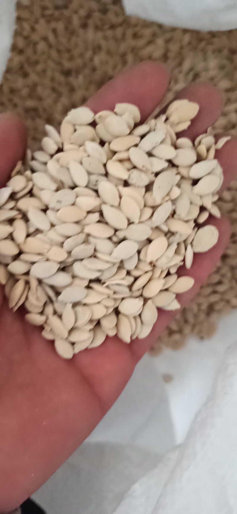 冬瓜子冬瓜子中药材特级专营中药品质保证一手货源