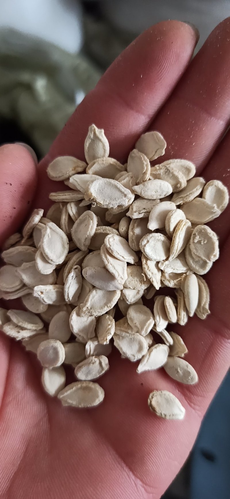 冬瓜子冬瓜子中药材特级专营中药品质保证一手货源