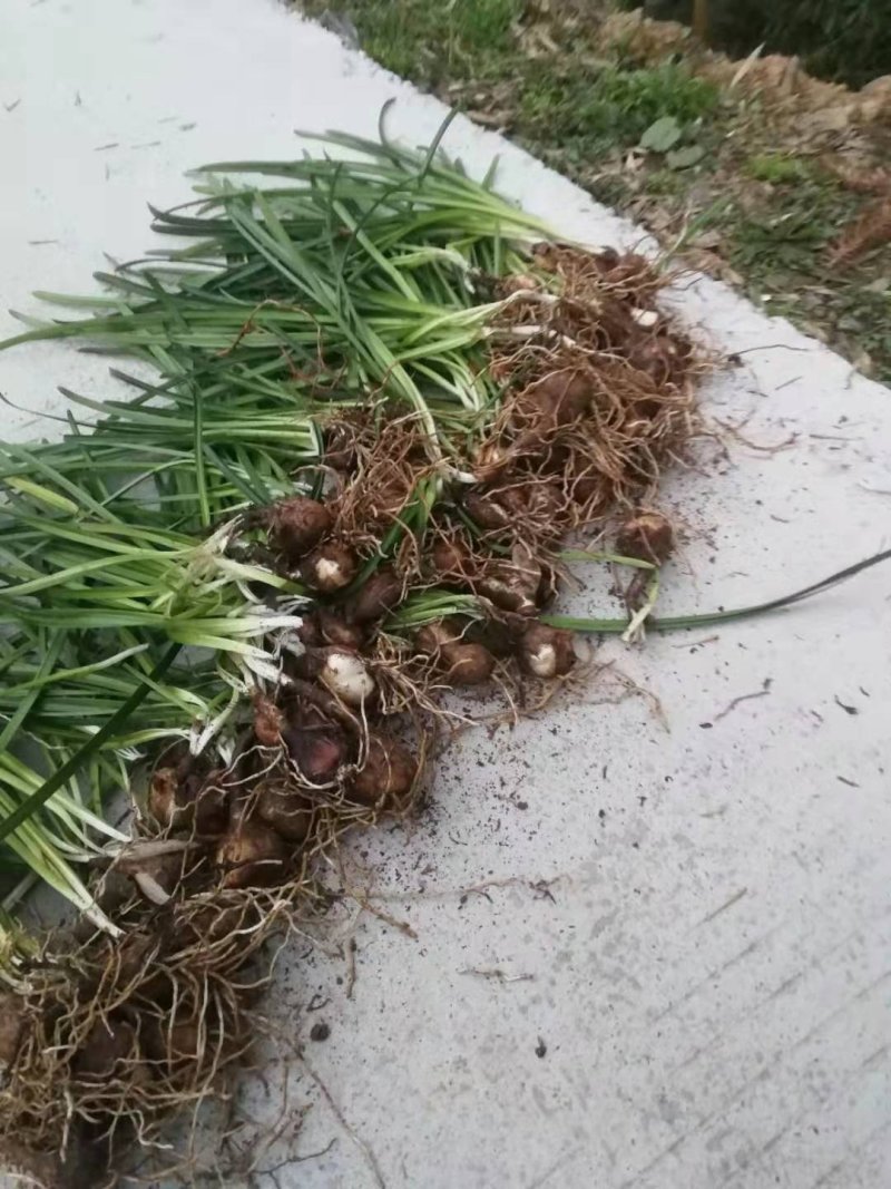 鸢尾，吉祥草，石蒜，兰花三七，萱草，玉簪，基地出货，