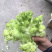 榨菜.