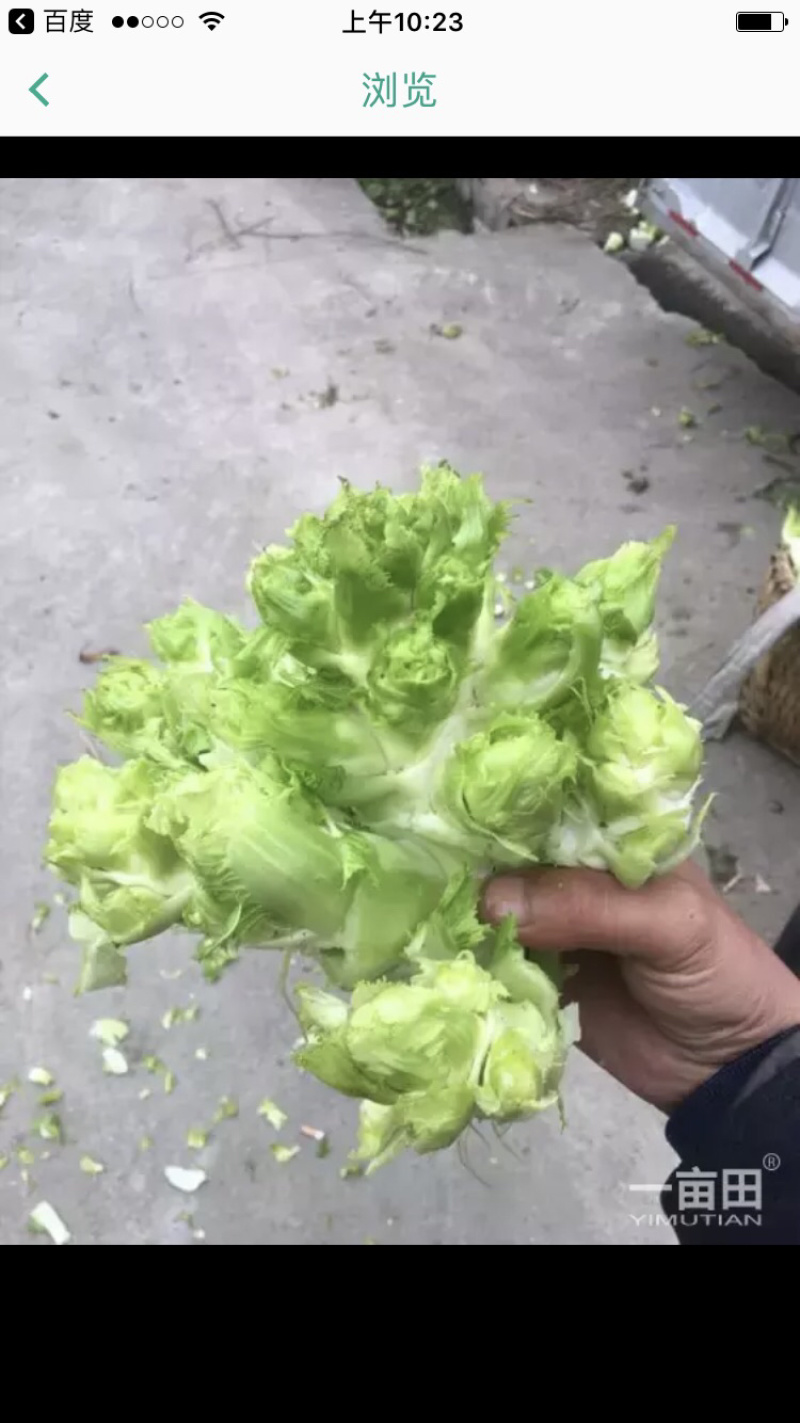 榨菜.