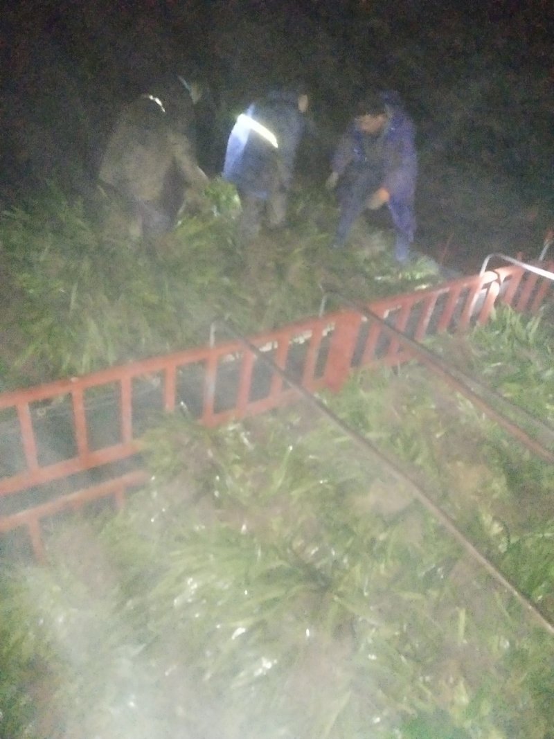 鸢尾