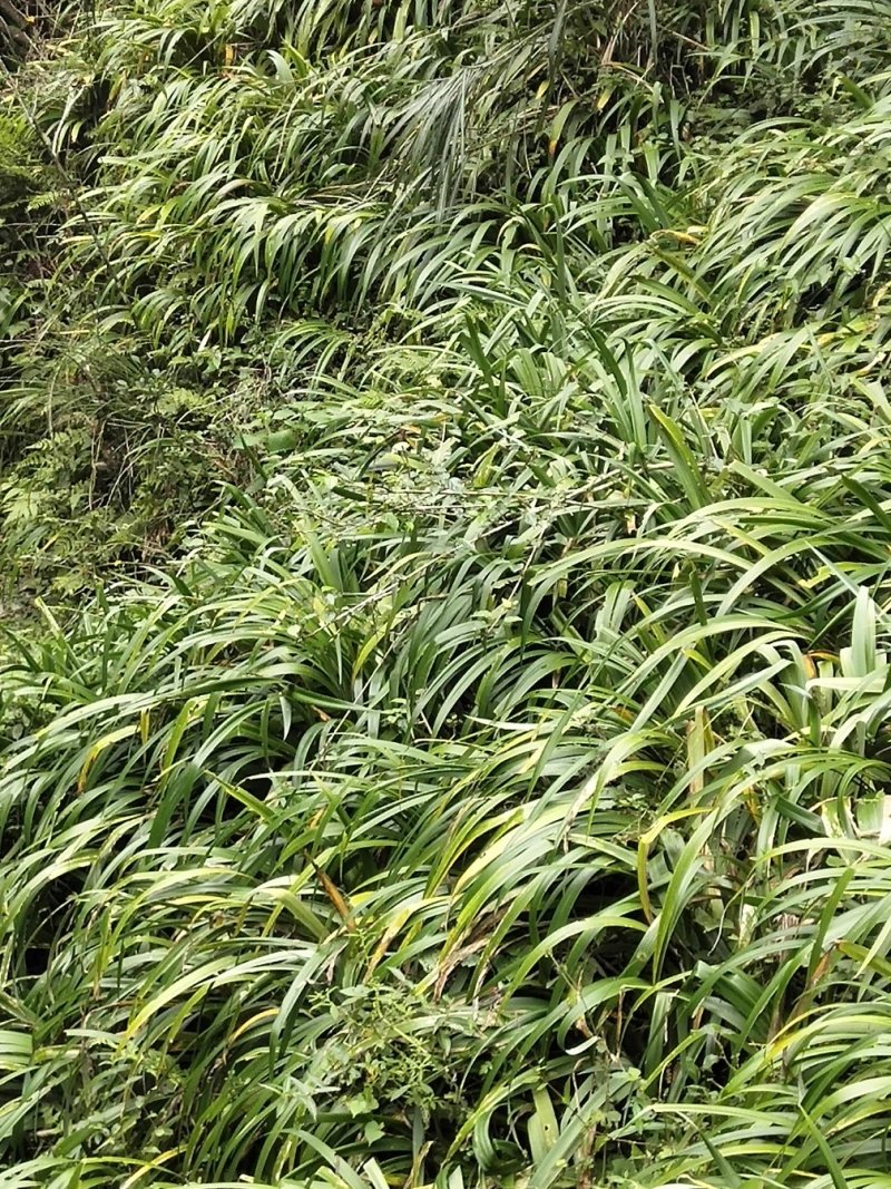 鸢尾
