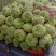 【推荐】汝州市芥菜从十月份以后大量上市货源充足