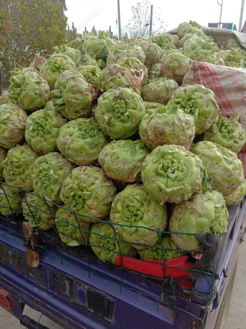 【推荐】汝州市芥菜从十月份以后大量上市货源充足
