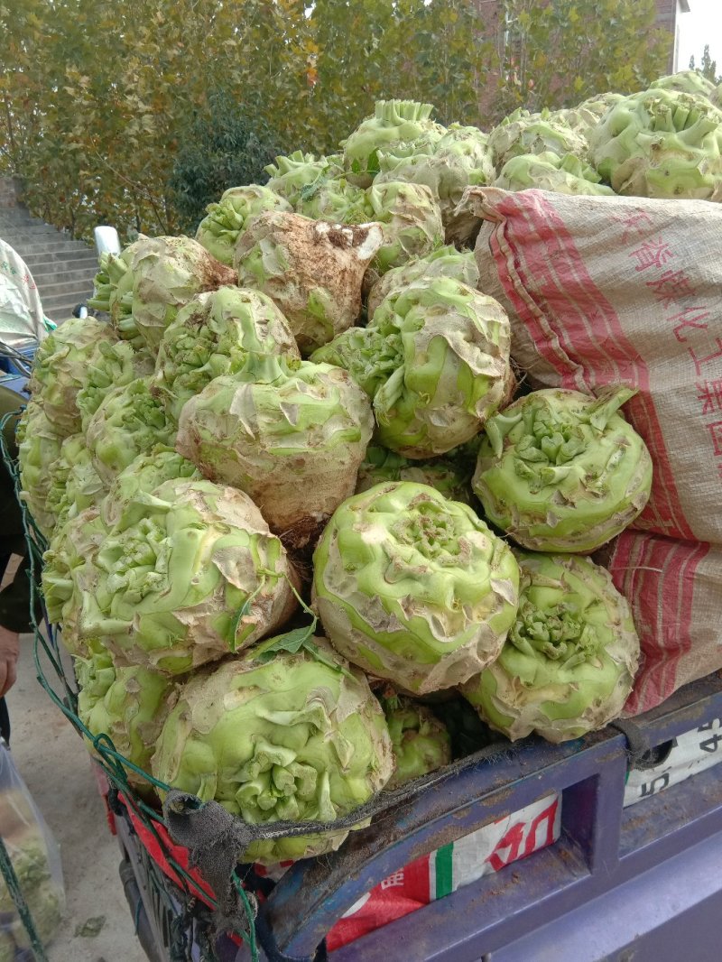 【推荐】汝州市芥菜从十月份以后大量上市货源充足