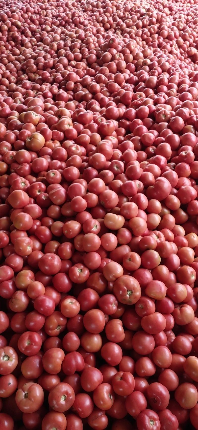 西红柿，产地直供，质优价廉，全国发货，大量上市