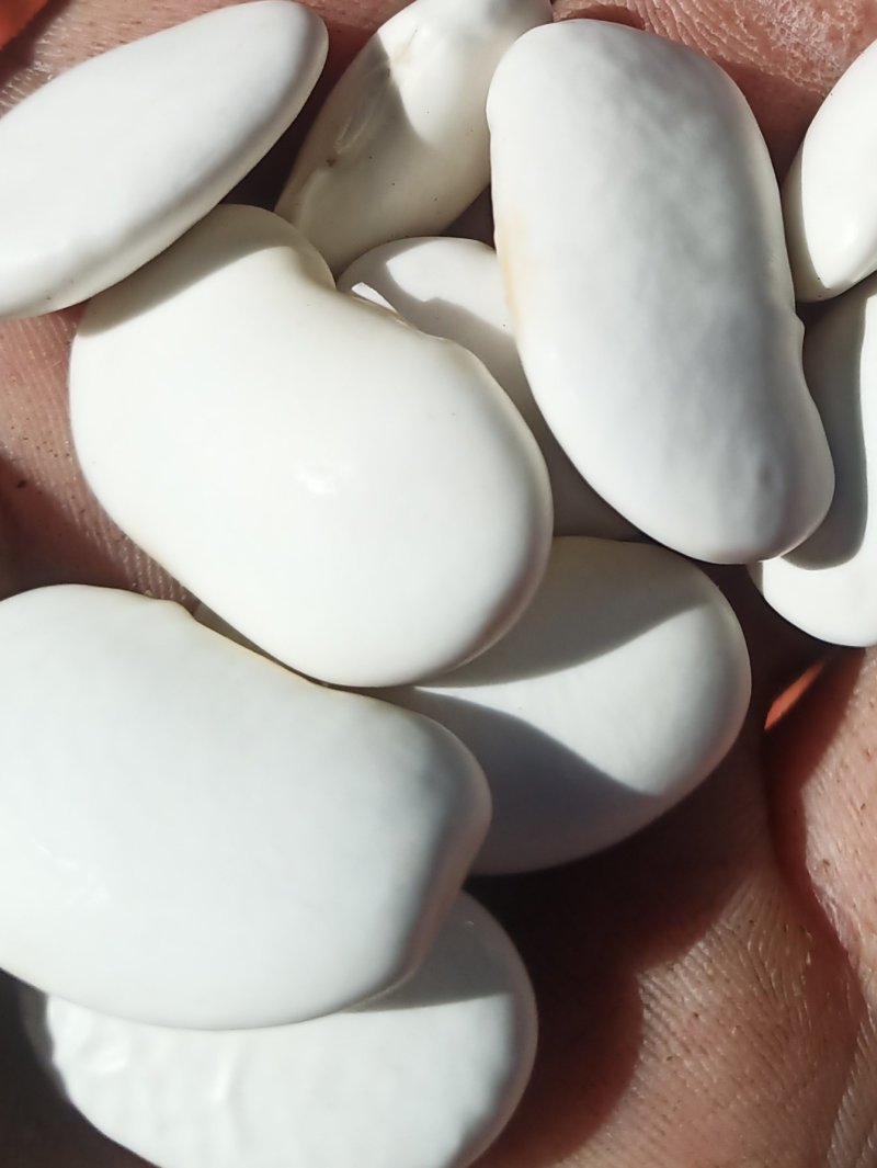 纯正过拉地海拔3000米高山白芸豆出售