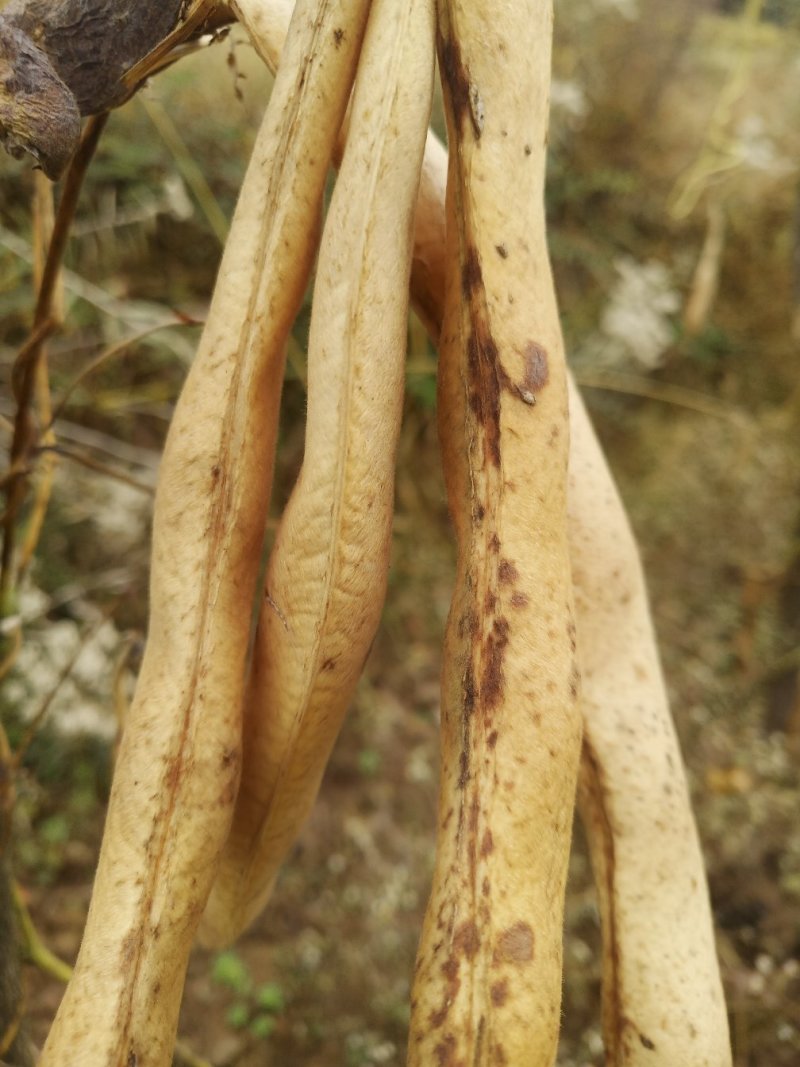 纯正过拉地海拔3000米高山白芸豆出售