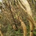 纯正过拉地海拔3000米高山白芸豆出售