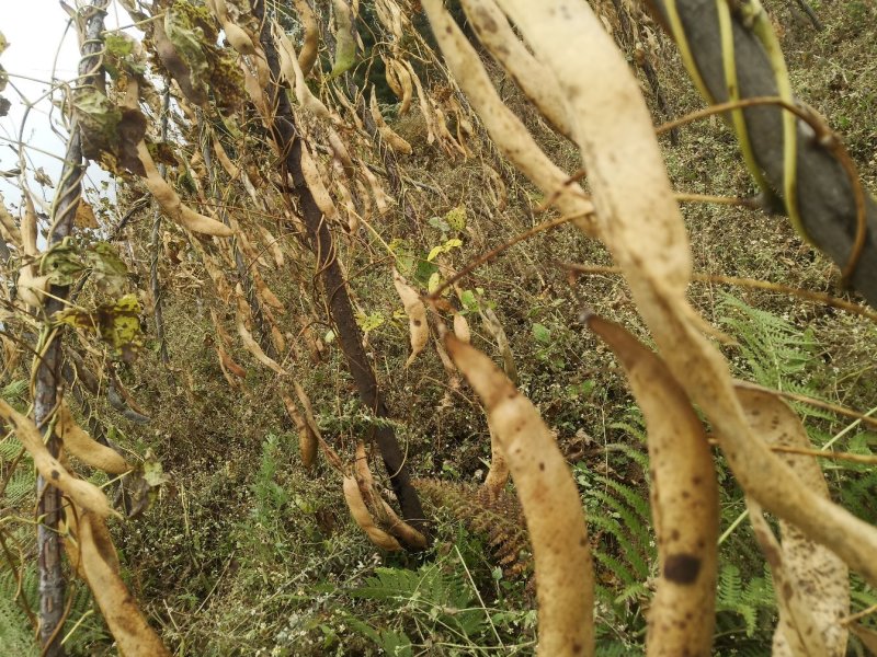 纯正过拉地海拔3000米高山白芸豆出售