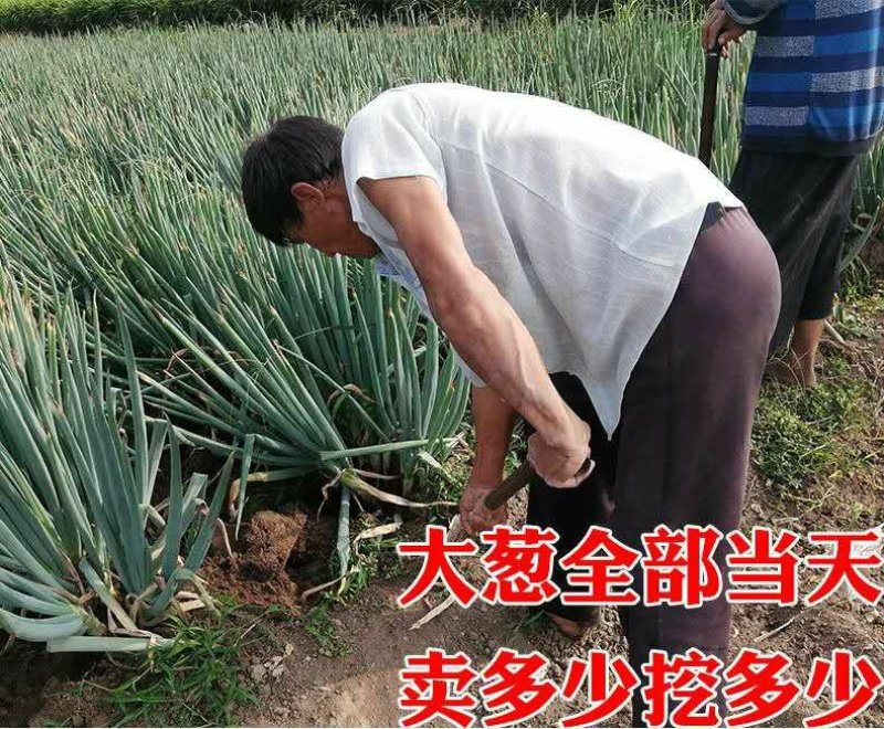 【聚便宜】山东精品铁杆大葱电商销售一件代发全国包邮
