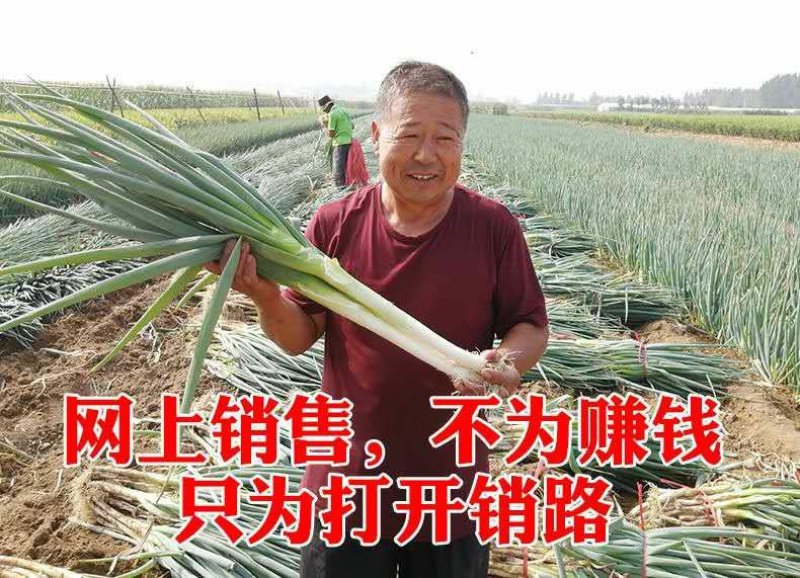 【聚便宜】山东精品铁杆大葱电商销售一件代发全国包邮