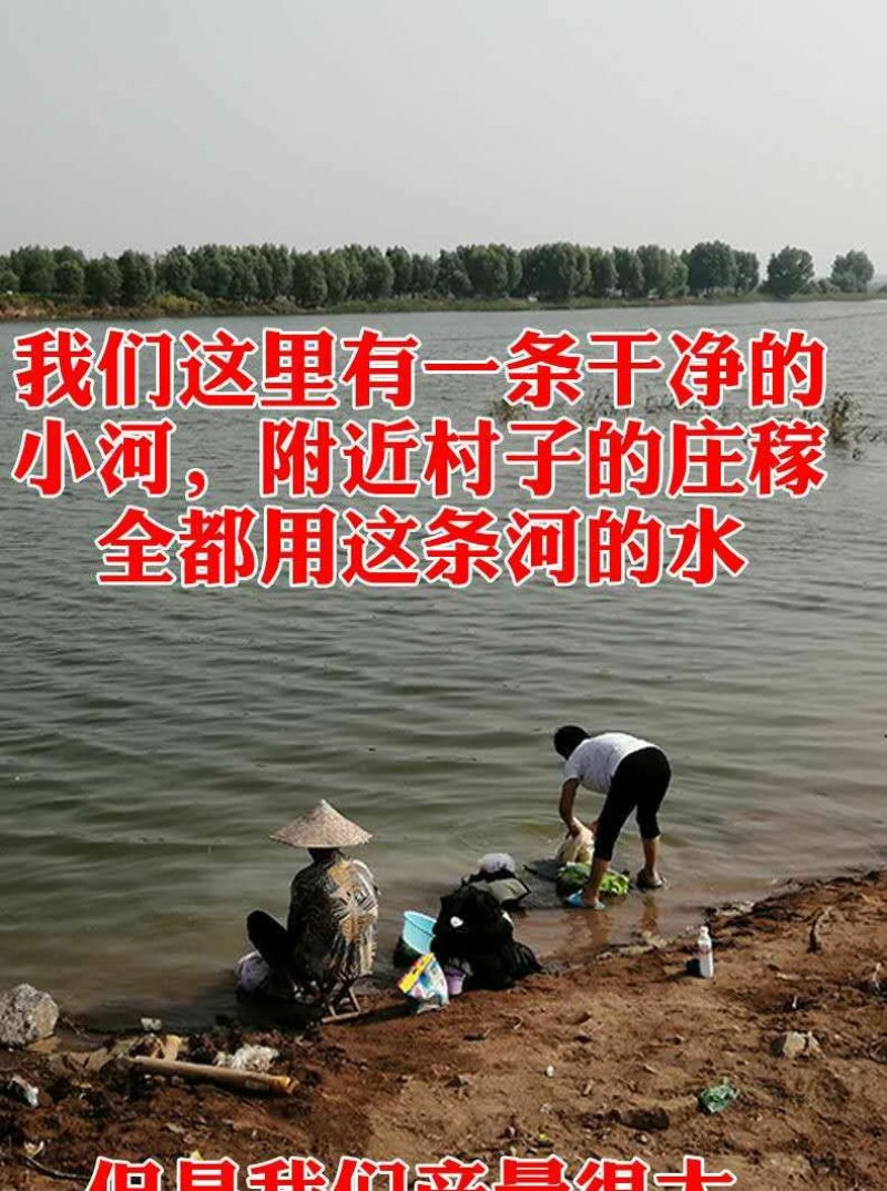 【聚便宜】山东精品铁杆大葱电商销售一件代发全国包邮