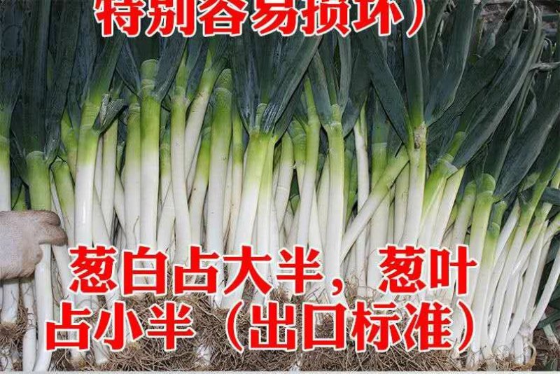 【聚便宜】山东精品铁杆大葱电商销售一件代发全国包邮
