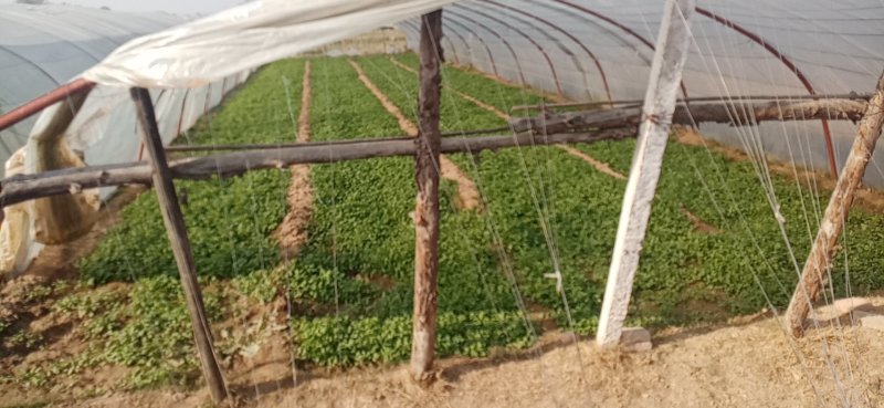大棚圆叶菠菜大量上市，大掉价。