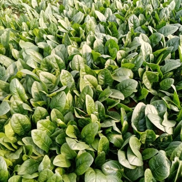 大棚圆叶菠菜大量上市，大掉价。