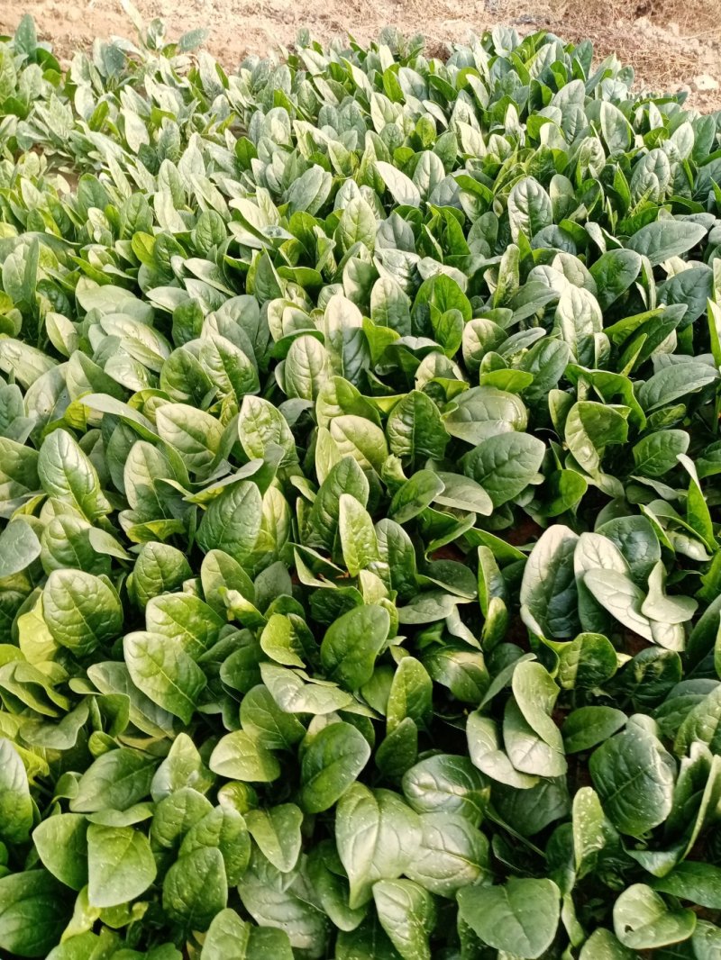 大棚圆叶菠菜大量上市，大掉价。