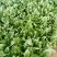 大棚圆叶菠菜大量上市，大掉价。