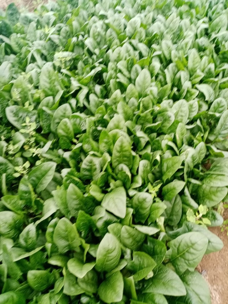 大棚圆叶菠菜大量上市，大掉价。