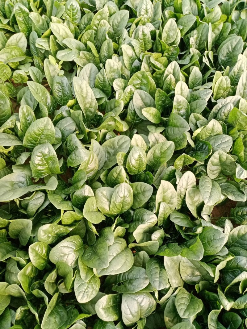 大棚圆叶菠菜大量上市，大掉价。