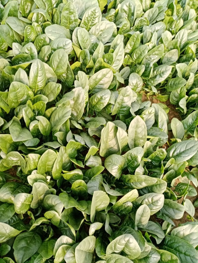 大棚圆叶菠菜大量上市，大掉价。