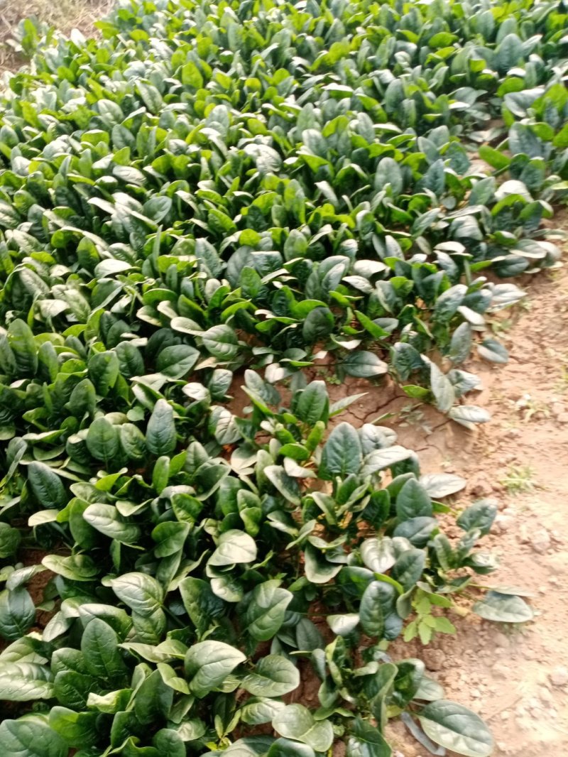 大棚圆叶菠菜大量上市，大掉价。
