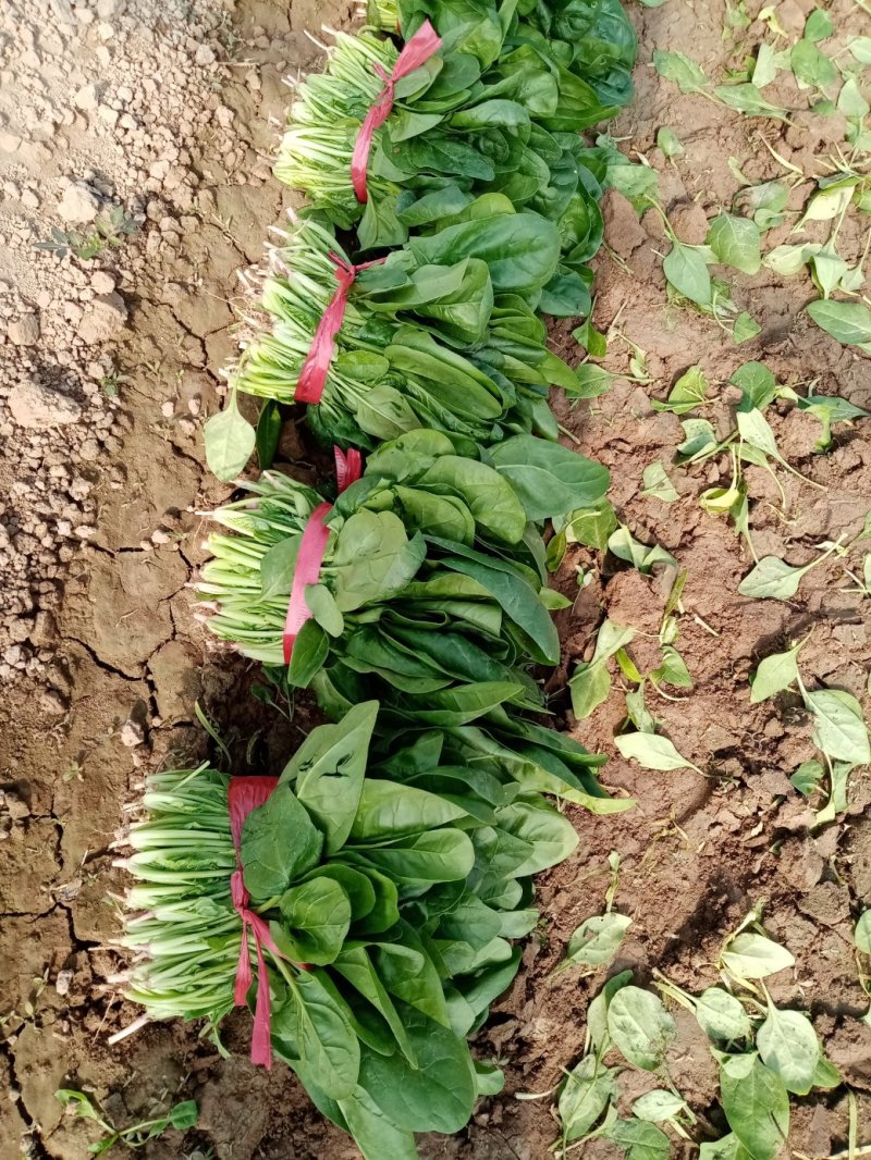 大棚圆叶菠菜大量上市，大掉价。