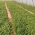 大棚圆叶菠菜大量上市，大掉价。